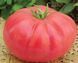 Насіння Томат Цукровий бізон GL Seeds 0.1г (For Hobby648) 4823096906546 фото 2