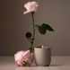 Косметичний засіб Homecourt Steeped Rose Candle, 237 мл КОСМ05255 фото 3