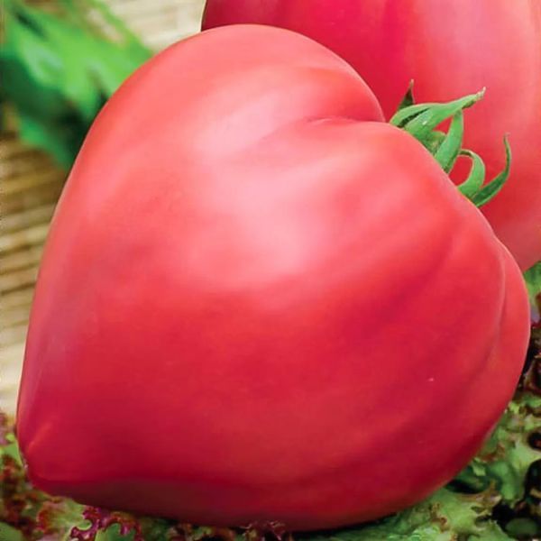 Насіння Томат Бичаче серце рожевий GL Seeds 0.1г (For Hobby515) 4823096905112 фото