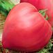 Насіння Томат Бичаче серце рожевий GL Seeds 0.1г (For Hobby515) 4823096905112 фото 2