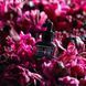 Косметичний засіб Bloomeffects Black Tulip Overnight Retinoid Serum, 30 мл КОСМ00817 фото 5