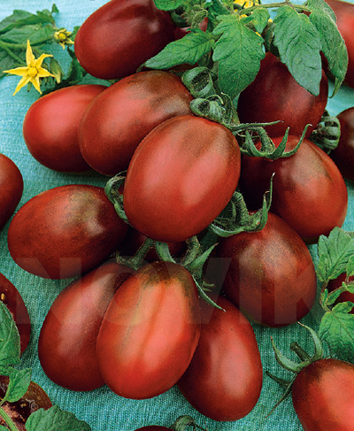 Насіння Томат Де-барао чорний GL Seeds 0.1г (For Hobby2281) 4823096915234 фото