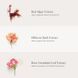Косметичний засіб Jane Iredale Smooth Affair Mattifying Face Primer, 50 мл КОСМ02444 фото 5