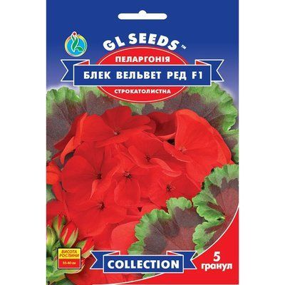 Насіння Пеларгонія F1 Блек Вельвет Ред GL Seeds 5шт (collection1573) 4823096912684 фото