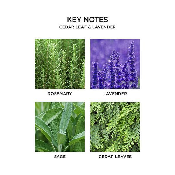 Косметичний засіб Nest Cedar Leaf and Lavender Reed Diffuser, 174 мл КОСМ04148 фото